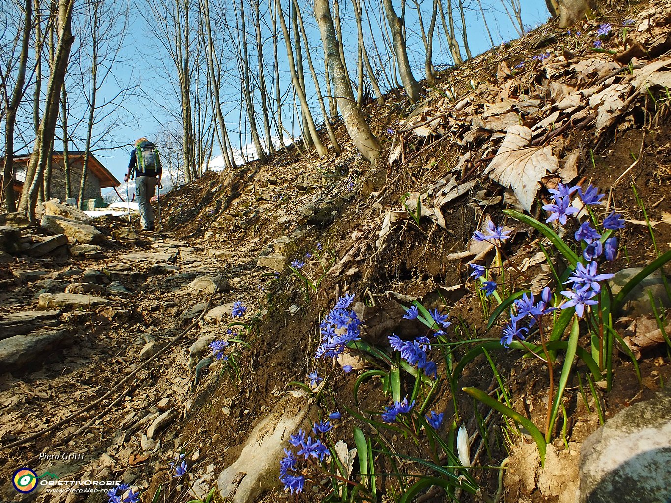 09 Scilla silvestre (Scilla bifolia).JPG